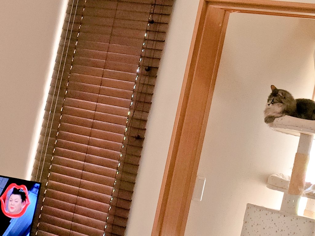 猫B まつこ マツコさんを見ていると思ったら〜 外をみているビビでした
