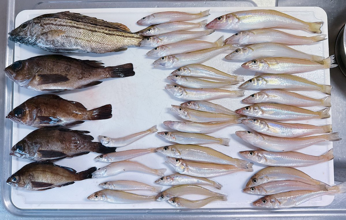 happy_simple3's tweet photo. おはようございます！

週末は夜釣り＆朝釣り🎣

初のシマイサキにメバル4匹、キス35匹をゲットし���した🙌🏻😆🐟

午後からは、子供達とサイクリングへ🚴🚴‍♀️🚴‍♀️💨　旦那さんと末娘は車で🚗💨

まだ末娘が小さいので、いつかみんなでサイクリングしたいですね☺️🚲

今日から6月🗓️
楽しんでいきましょう🤗🌼 https://t.co/RCKtIqdHov