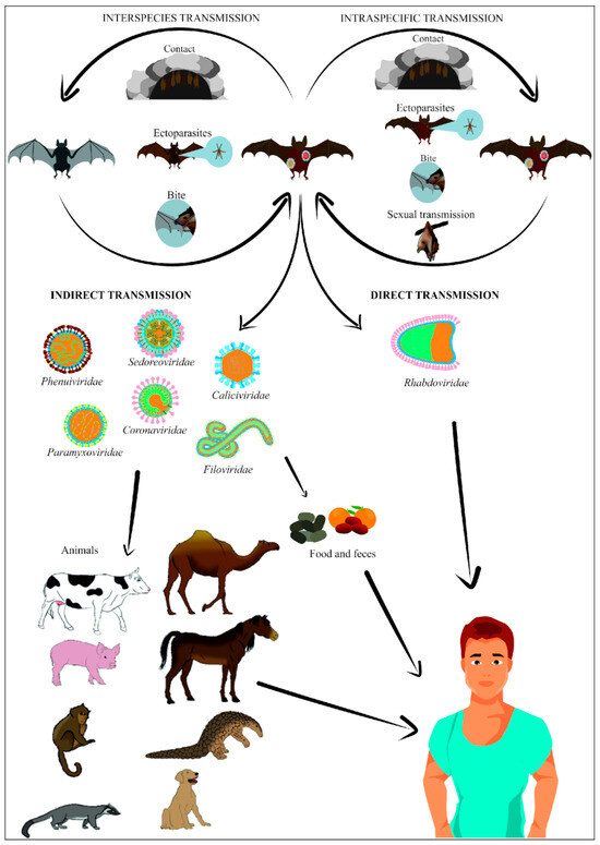 VirusesMDPI's tweet photo. 🦇 Bat-borne viruses &amp; pandemic risk: Could Europe be an emergence hotspot?

New review in Viruses assesses coronaviruses, filoviruses &amp; paramyxoviruses in European bats.

👉 https://t.co/2CtCY3Lwxn

#BatBorneViruses #PandemicPreparedness #OneHealth https://t.co/AKa1p37pQu