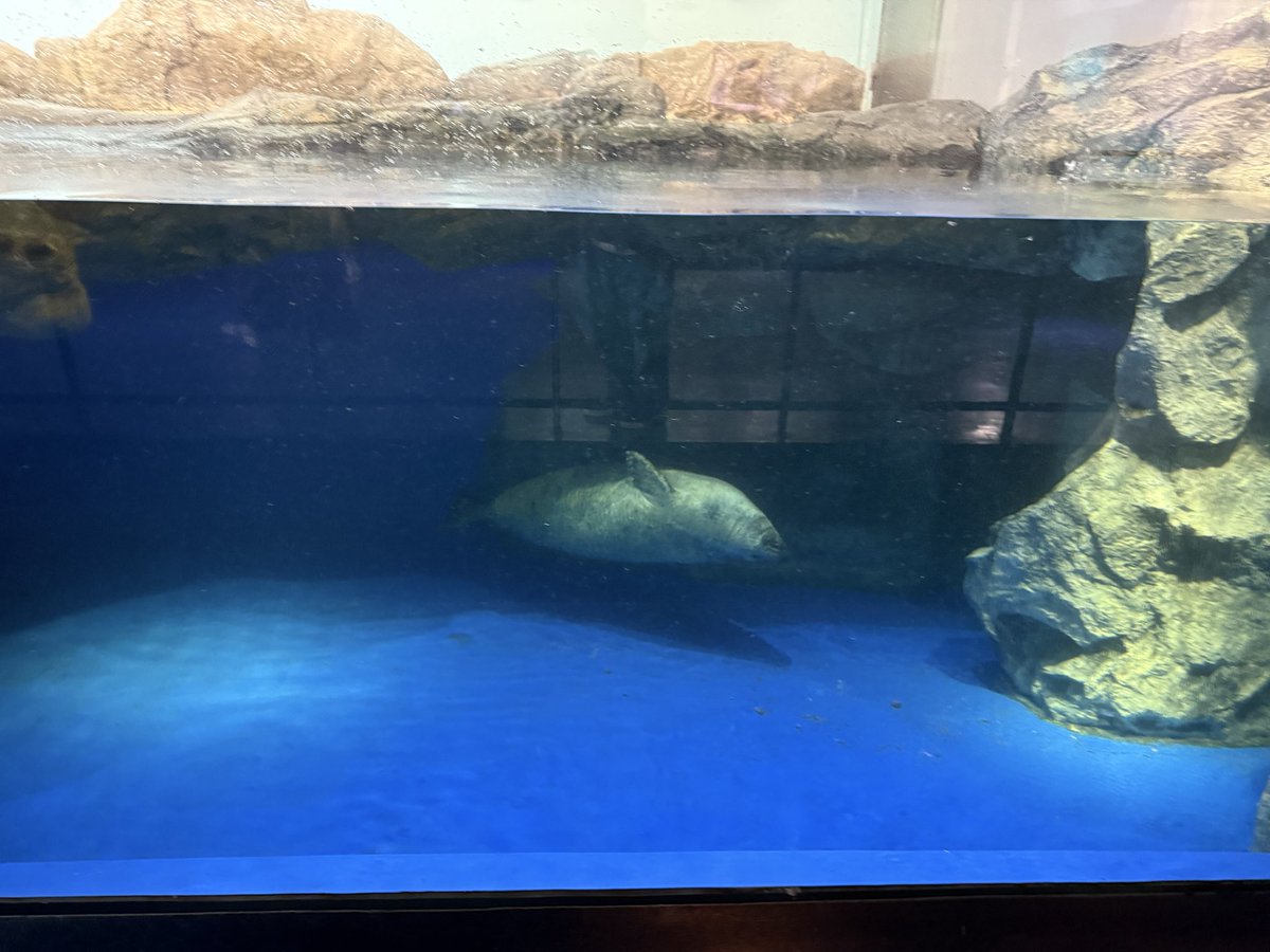 turtle__bump's tweet photo. アザラシだよ🦭 https://t.co/b2BdAwW8m5
