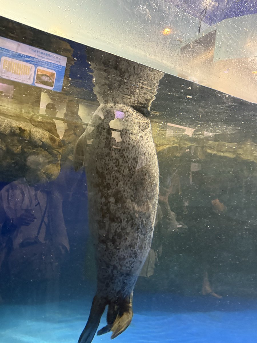 turtle__bump's tweet photo. アザラシだよ🦭 https://t.co/b2BdAwW8m5