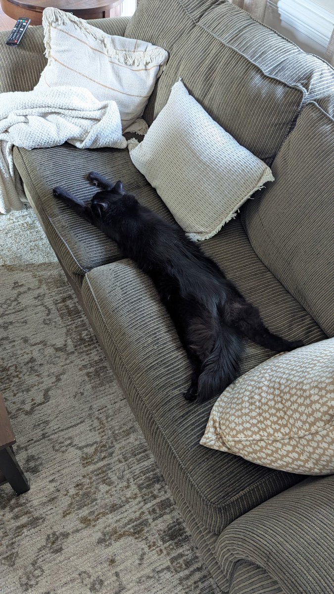 SwordPatrick's tweet photo. Arthur taking up the whole couch 🐈‍⬛ https://t.co/DA3CESciqS