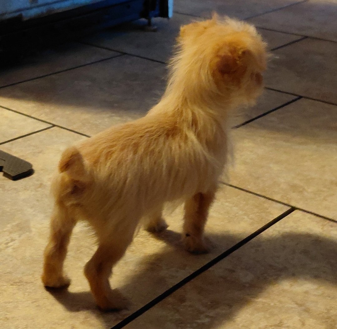 HerrWiess's tweet photo. @Ruthlessworld2 Check out the new guard puppy terrier, Dollie https://t.co/hHSTQt19cZ