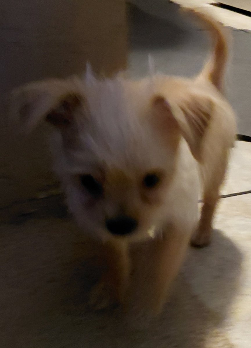 HerrWiess's tweet photo. @Ruthlessworld2 Check out the new guard puppy terrier, Dollie https://t.co/hHSTQt19cZ