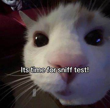 Tweets Of Cats tweet media