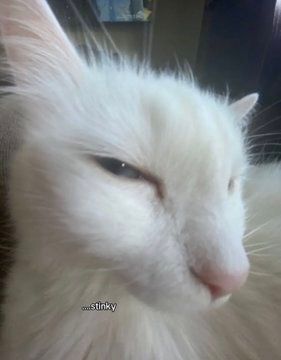Tweets Of Cats tweet media