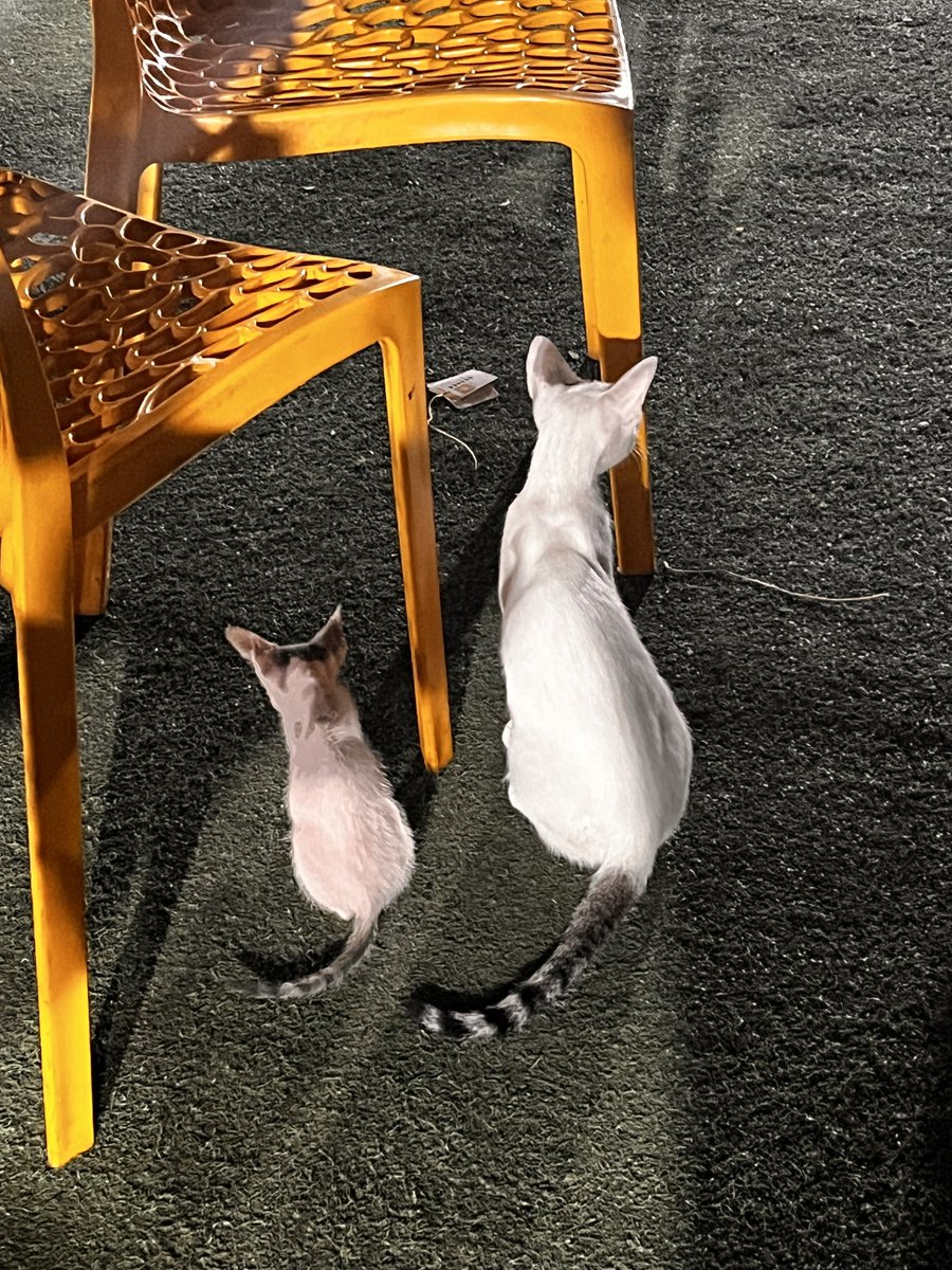 MerchantReema's tweet photo. @dalkhichdeee Reservation for 2 at tonight’s dinner service — my little guests ❣️ https://t.co/RJ1IfVDyK4