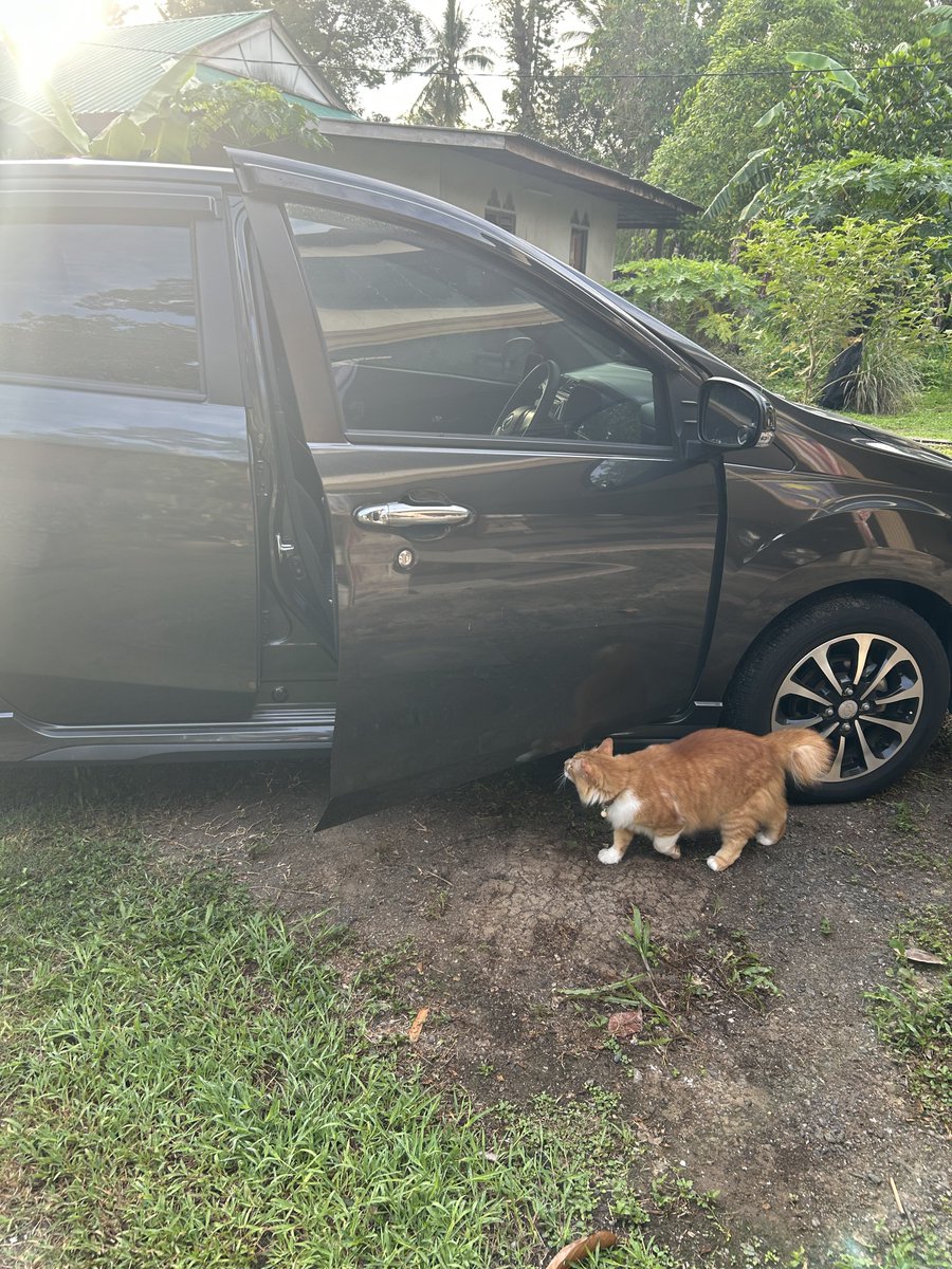 yemmeow's tweet photo. Bye bye Apollo sayang. 
Be good to your new family okay. 
Will miss you so much baby 🥹❤️

Thank you @frdsh_ for adopting him. 
Mesti dia happy sangat dapat join family M

Abang Nugget suruh kirim salam dekat Kakak Murni https://t.co/oo27ukOcd6