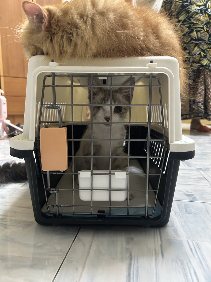 yemmeow's tweet photo. Bye bye Apollo sayang. 
Be good to your new family okay. 
Will miss you so much baby 🥹❤️

Thank you @frdsh_ for adopting him. 
Mesti dia happy sangat dapat join family M

Abang Nugget suruh kirim salam dekat Kakak Murni https://t.co/oo27ukOcd6