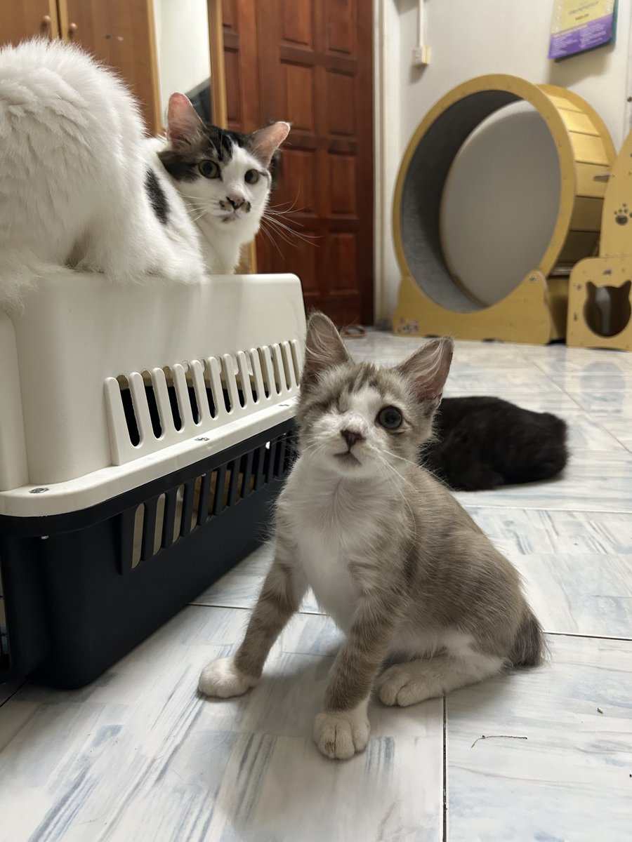 yemmeow's tweet photo. Bye bye Apollo sayang. 
Be good to your new family okay. 
Will miss you so much baby 🥹❤️

Thank you @frdsh_ for adopting him. 
Mesti dia happy sangat dapat join family M

Abang Nugget suruh kirim salam dekat Kakak Murni https://t.co/oo27ukOcd6
