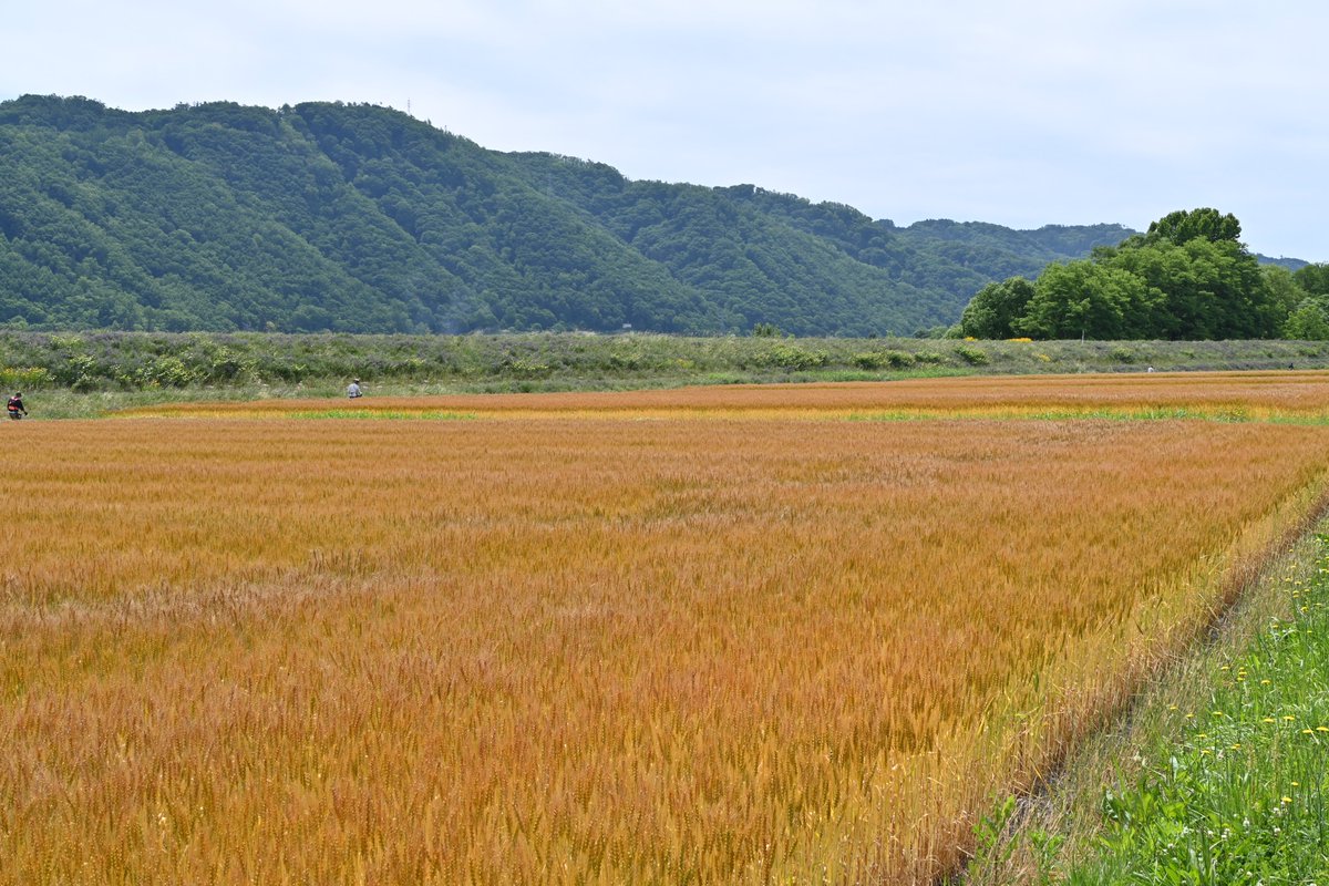Azumino_city's tweet photo. #本日の安曇野
 季節を先取りしたような暑さが続く安曇野。市内の麦畑も青々とした緑色から鮮やかな黄金色になり、衣替えが完了しました。
輝く麦の穂が一面に広がる景色は、収穫が始まる今月下旬頃まで楽しめますよ。
《秘書広報課℡0263-71-2400》 https://t.co/ZGdIVFiV7p