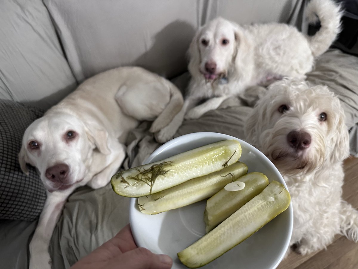 ServiceDogAcdmy's tweet photo. @GrillosPickles I just lost my Grillos virginity. Why didn’t anyone in my life tell me how delicious these things were? https://t.co/xPsOFmD3PR