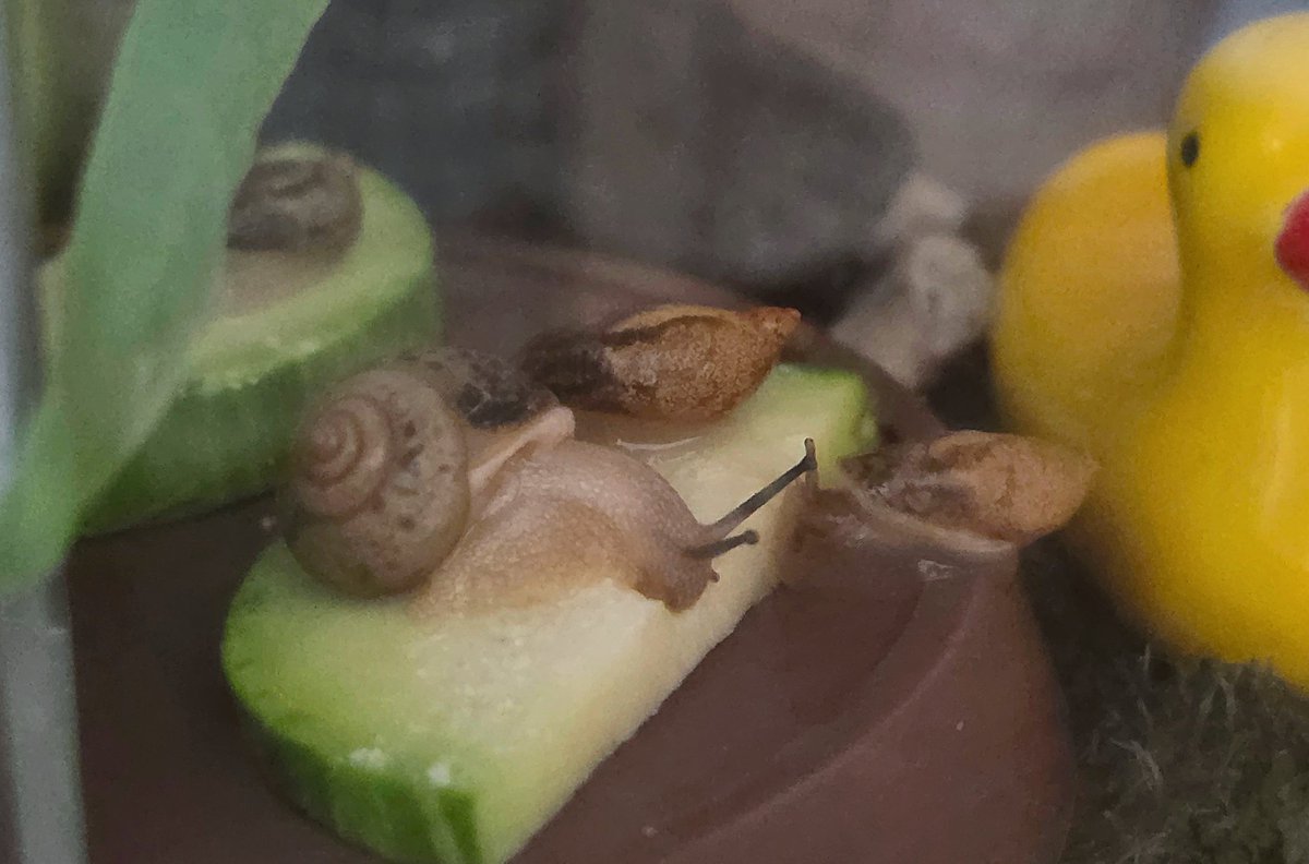 INT0_snails's tweet photo. 관심도 없다가 다른 애가 먹고있으면 너 뭐먹어 하고 와서 같이 먹는건 쨈들이 잘합니다 (명주 : ㅡㅡ) https://t.co/F2P6Maah5k