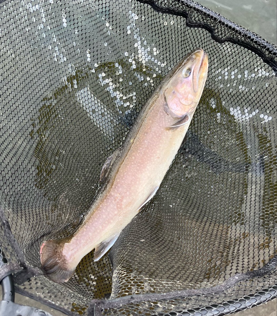 com198612's tweet photo. 昨日は足柄王in足柄CAに参加してきました🎣
結果は見事に惨敗でしたが、試合でしか得られない良き学びの機会となりました
ジャンケン大会ではt-routeさんのシャツをGET！
アフターでも大イワナを釣り上げ、らしい1日の〆となりました
ともふるさん、レイジの皆さん、本当にありがとうございました🙇 https://t.co/w8O48Z9Q3X