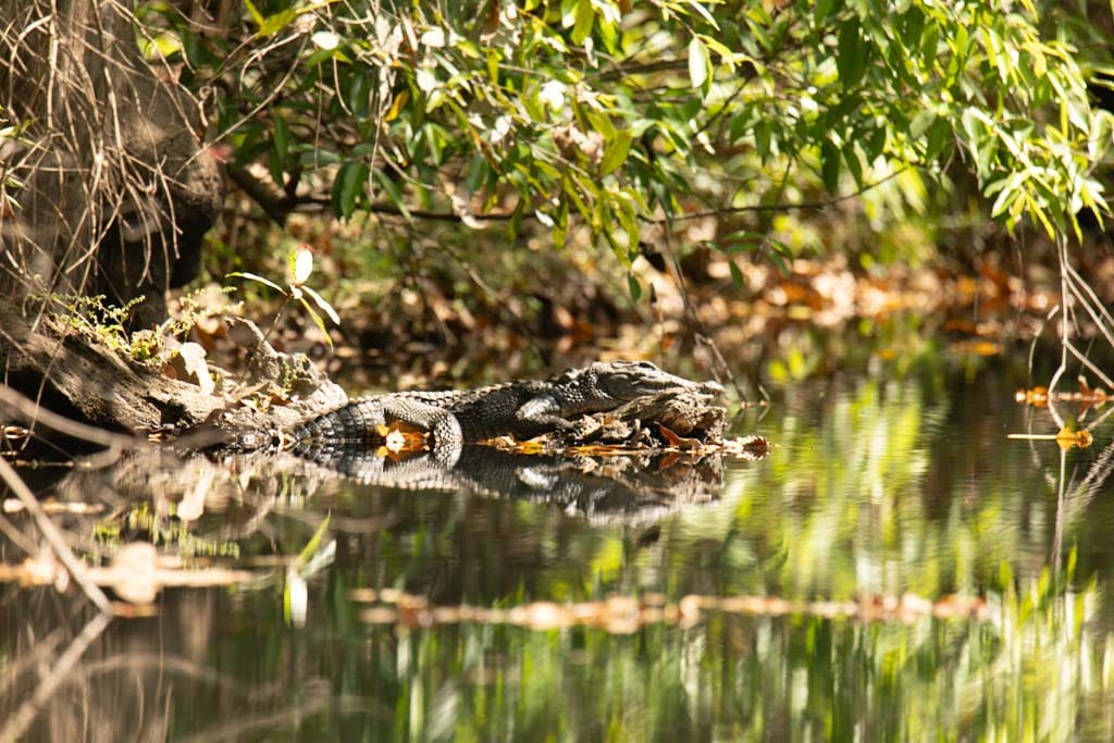 TenduSpa's tweet photo. Not everything here is meant to be seen, some moments are meant to be stumbled upon.
Frame by frame, the wild reveals itself… on its own terms. 🌿 
Reserve your stay at https://t.co/EHH6eGhTuZ https://t.co/sG5lf1EoeW