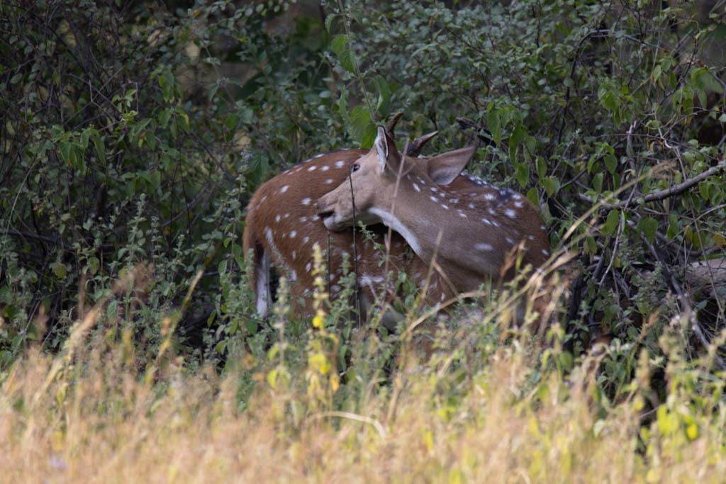 TenduSpa's tweet photo. Not everything here is meant to be seen, some moments are meant to be stumbled upon.
Frame by frame, the wild reveals itself… on its own terms. 🌿 
Reserve your stay at https://t.co/EHH6eGhTuZ https://t.co/sG5lf1EoeW