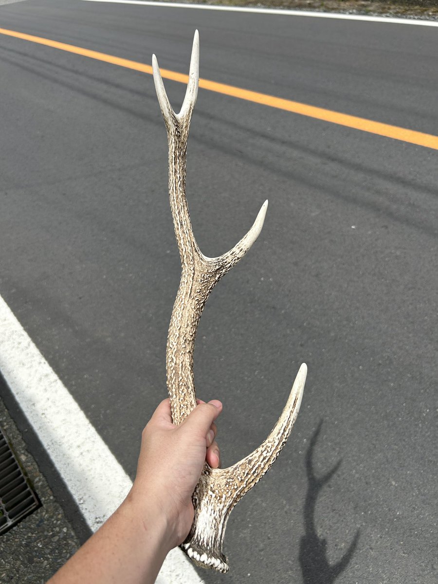 普通に散歩してたんやけどさ びっくりした 鹿の角かと思った
