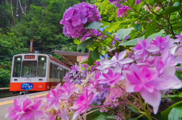 TokyuResortCorp's tweet photo. 【箱根】箱根登山鉄道と紫陽花
 
【Hakone】Hakone Tozan Railway and Hydrangeas
 
画像提供：つきのさばく / PIXTA(ピクスタ) https://t.co/yWM9t9aUE2