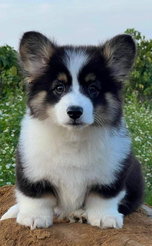 theDogLovers (@theDoggLovers) / Posts / X
