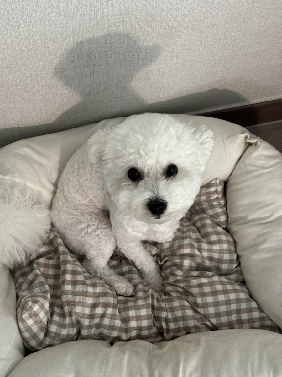 deebeele's tweet photo. INFP는 먼저 말거는걸 어려워해🐶 https://t.co/GQCskD9qhN