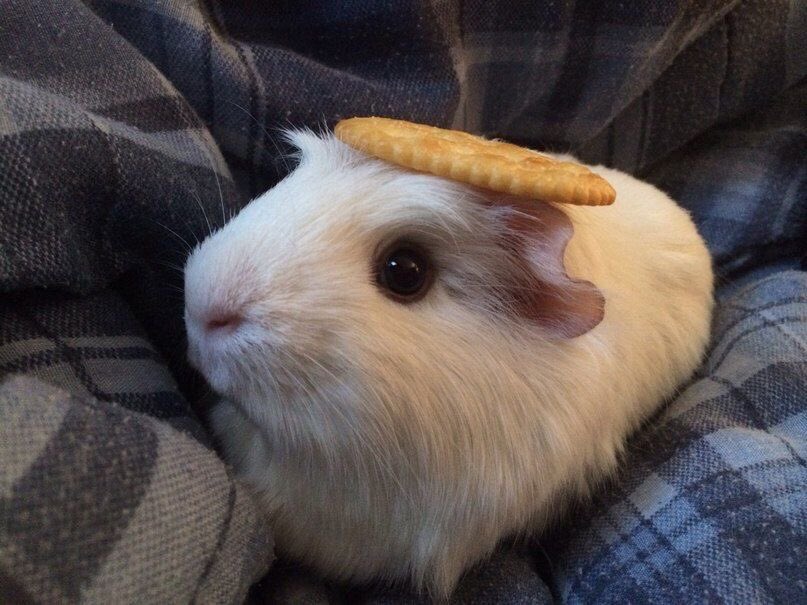 dailyguineapig's tweet photo. Between being and not being, I am, I am, I am https://t.co/OCjK3dEi1S