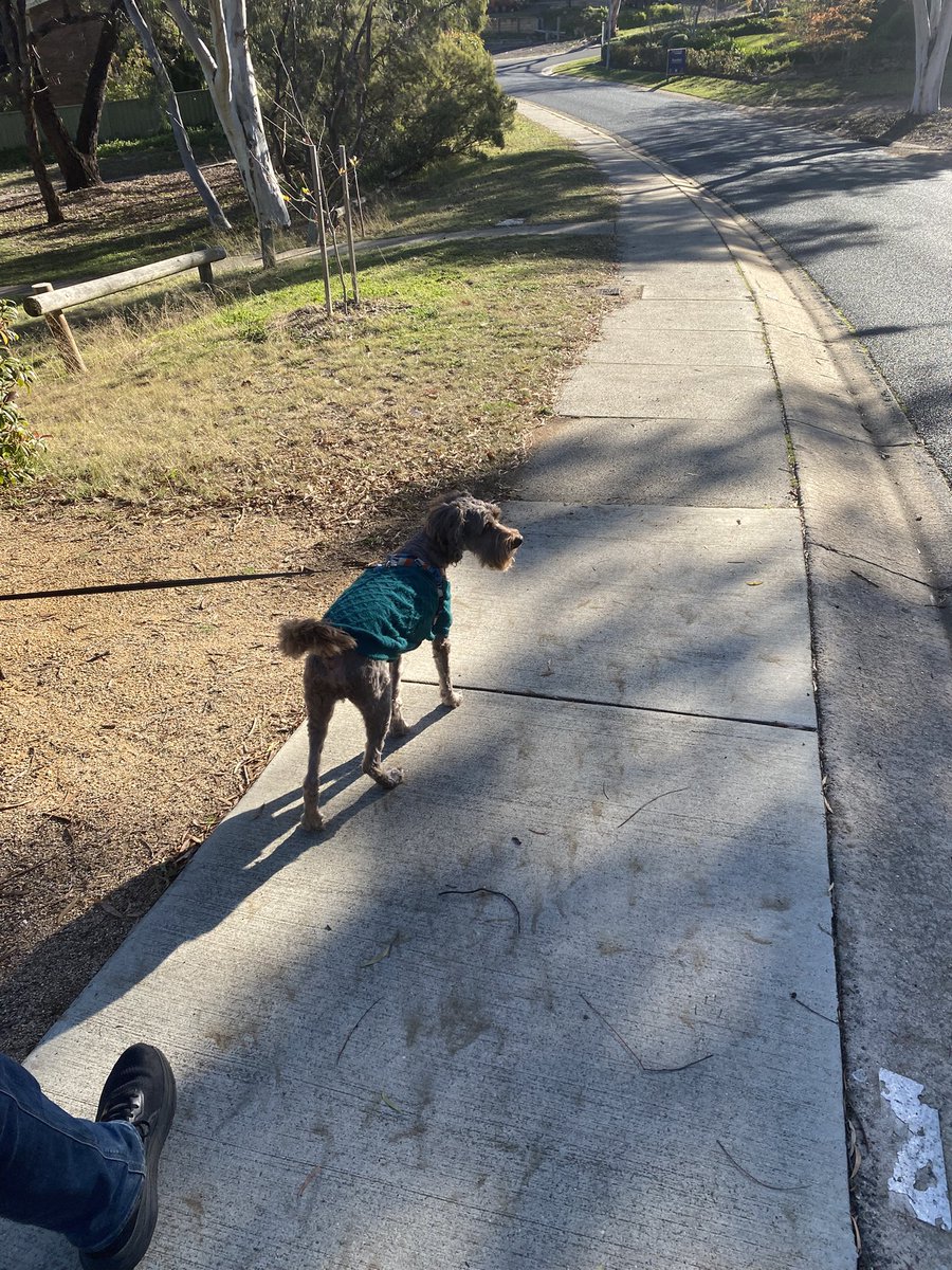 locknclaws's tweet photo. taking da #dog for a #walk in his #jumpy 🤍 https://t.co/SlMbA0sueS