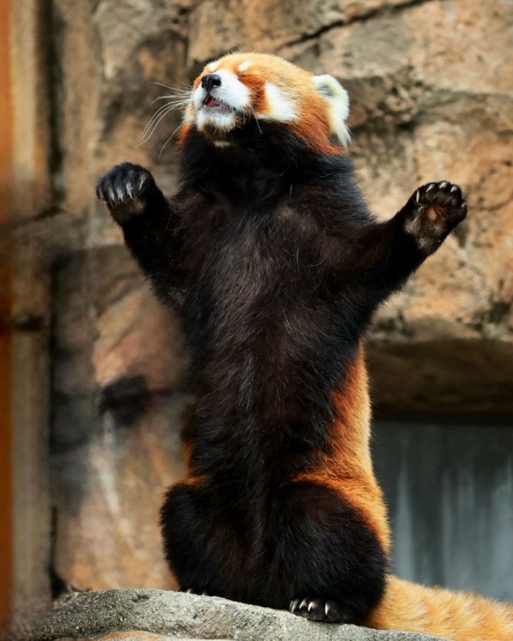 ChanDexy's tweet photo. it's my birthday so you're legally obligated to be nice to me

(cute panda attached) https://t.co/EfD3OjPIh0