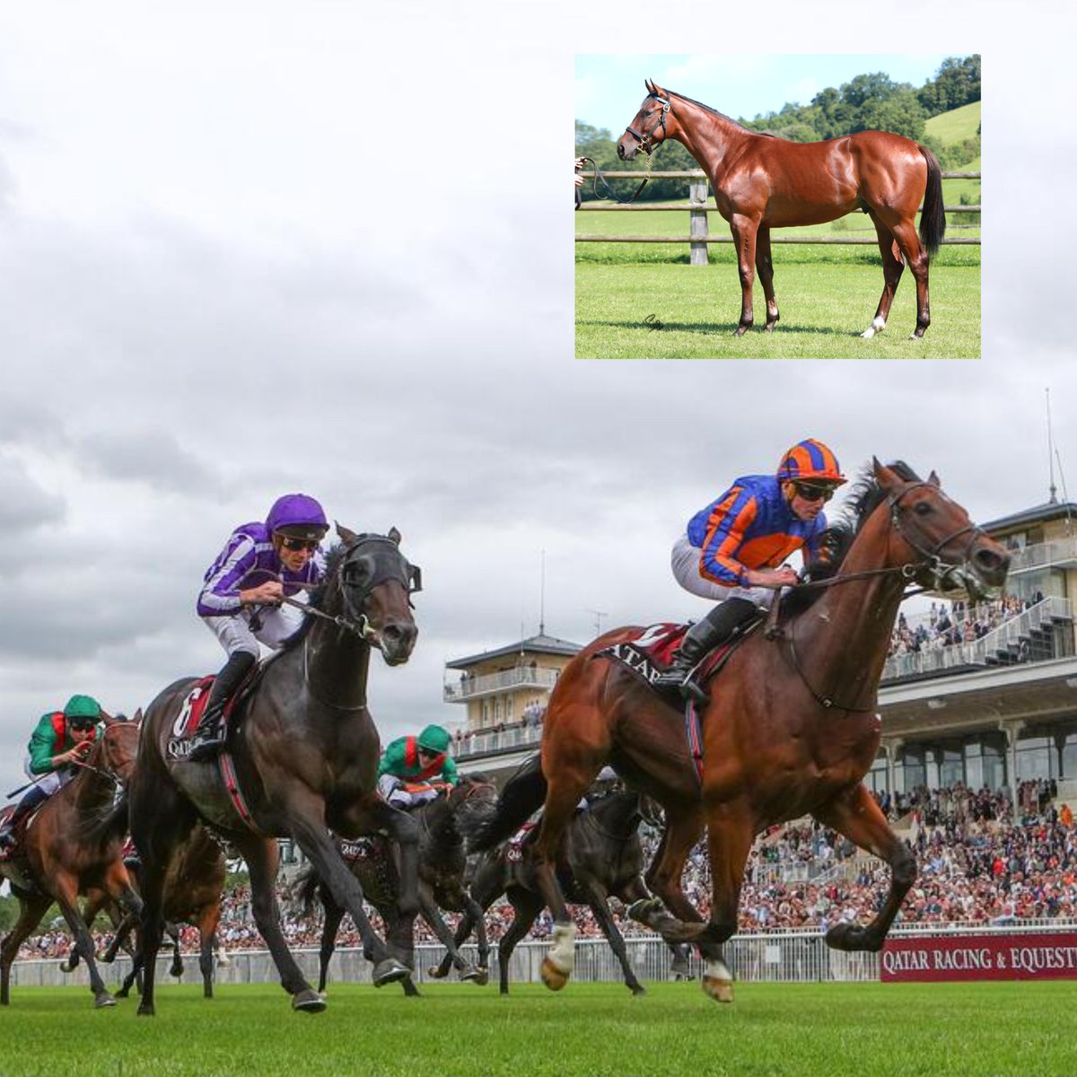 InterThorough's tweet photo. Constitution River: from €400,000 @HCadran-bred and sold @InfoArqana August yearling to the third-fastest winner of the Group 1 Prix du Jockey-Club https://t.co/GZ72pVYriY