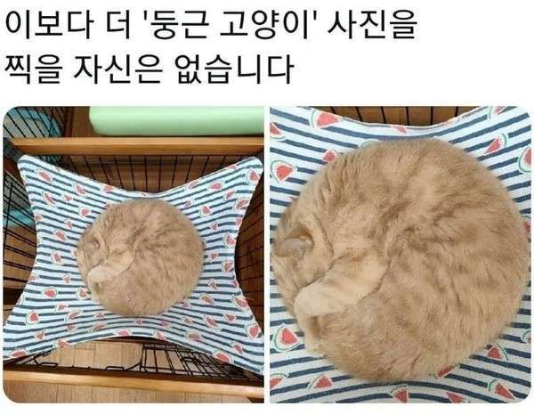 고양이는 왜 이럴까 tweet media