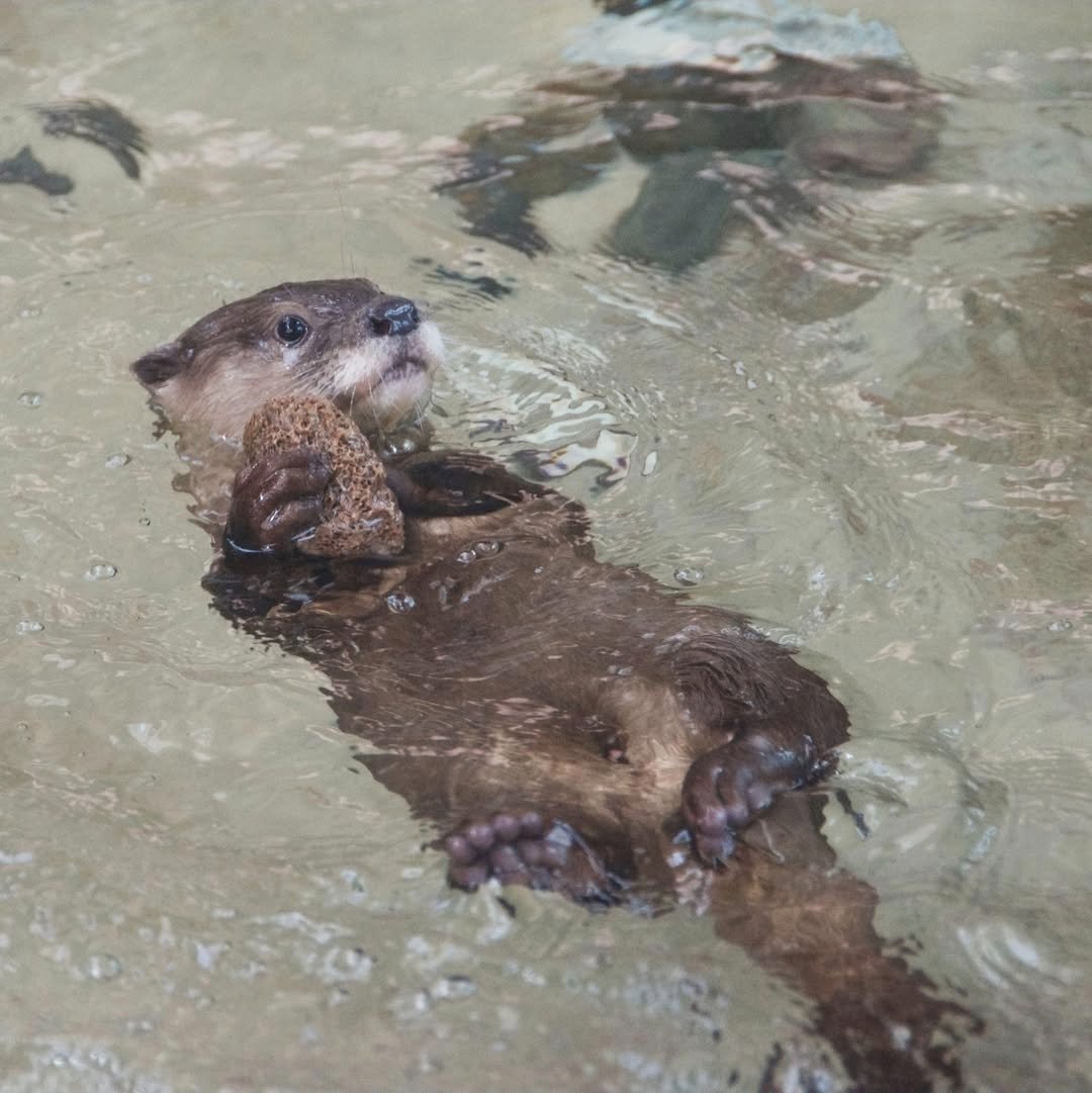 Otter Online™ tweet media