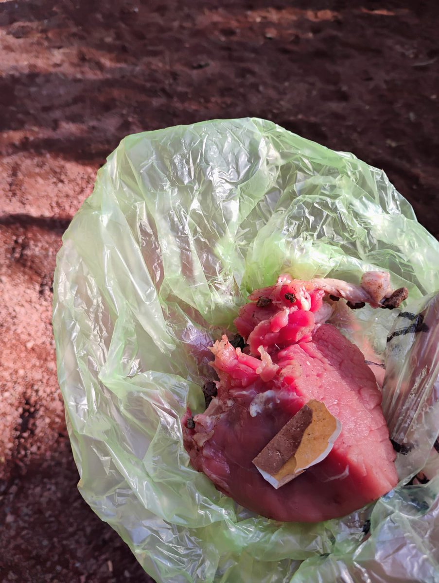 DefensaAnimal's tweet photo. 🧵🚨👉🏼 En las áreas de esparcimiento canino del #ParqueEspaña, en la Col. Condesa, se han encontrado bolsas de plástico con restos de carne y también, animales muertos...

@AlessandraRdlv  @AlcCuauhtemocMx  
@PabloVazC  
@GobCDMX  
@ClaraBrugadaM https://t.co/Gl2cqlUA12