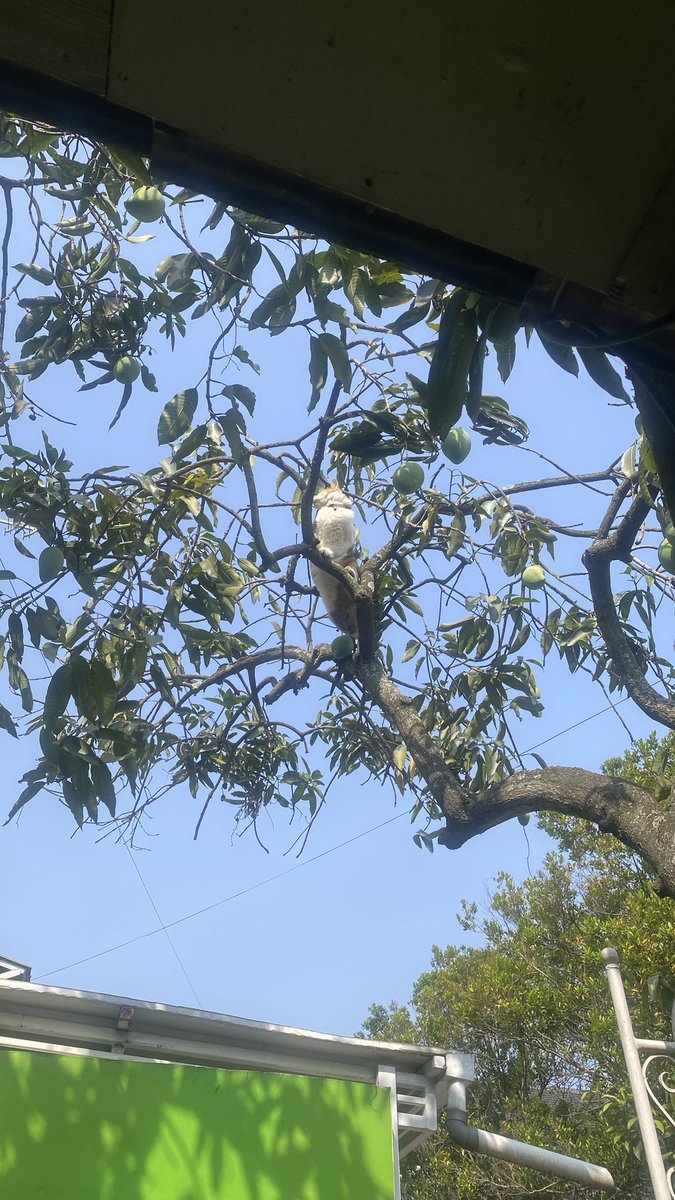 wulnsrr's tweet photo. Coba tebak ini burung jenis apaa?? https://t.co/Ug0lrH2czG