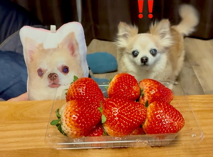 こんにちわわ😊 今日から6月🐾 もう暑くてへろへろママちゃんです