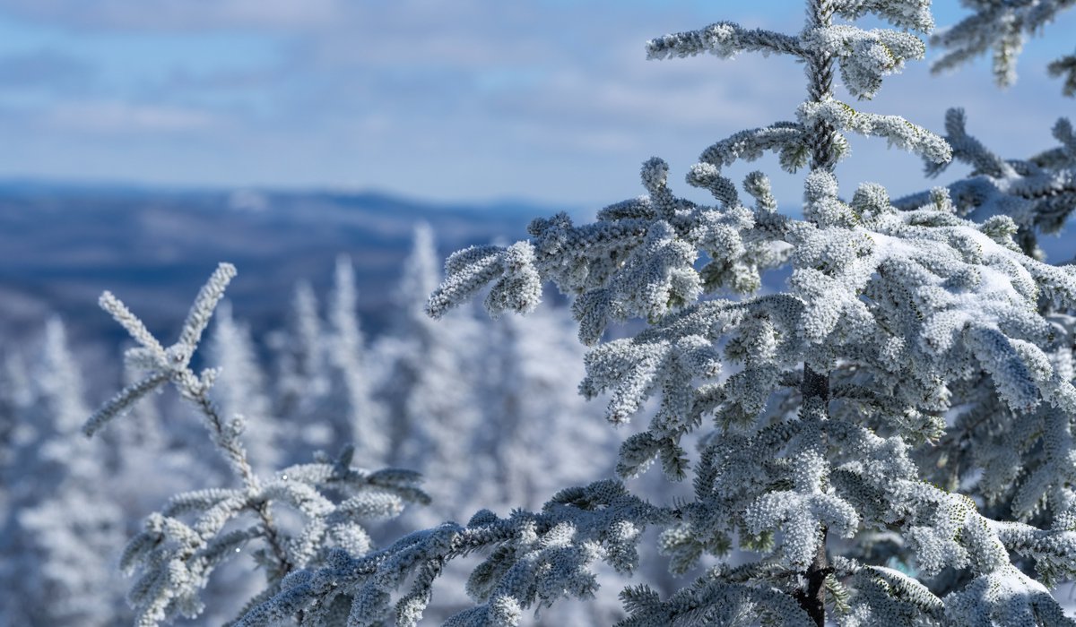 StockmoreImages's tweet photo. Winter Holds Its Breath

Frost clinging to every branch.
Mountains fading into the distance.
A landscape suspended between silence and light.

Winter, at its most beautiful, is often its quietest.

There’s more to life with Stockmore!

#WinterPhotography #NaturePhotography #FrozenForest #SnowCovered #AuthenticPhotography #Stockmore #StockmoreImages