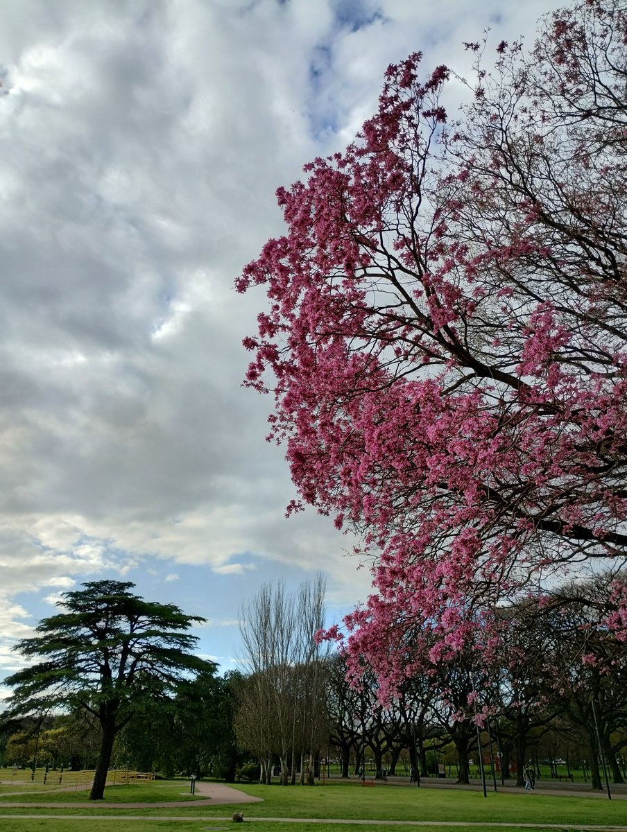 DpBallester's tweet photo. Universos simples, profundos y sagrados se revelan en una caminata, Barrio de bajo Belgrano, Ciudad de Buenos Aires Argentina. 📷 DPB https://t.co/SksgVmwC59