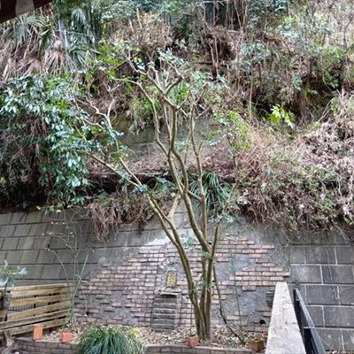 oh28ya's tweet photo. 横浜店の施工事例をご紹介します！

🌲1本でも！臨機応変に対応します🌲

毎年お伺してるお客様で「1本だけでも来て頂けるので、今年もお願いしたい。」とご連絡いただきました。今年はお隣側をちょっと強め…

続きはこちら👉https://t.co/TYbe1J0QDS

#おにわや #植木屋 #剪定 #鎌倉市 #シマトネリコ https://t.co/uIOuZZVafr