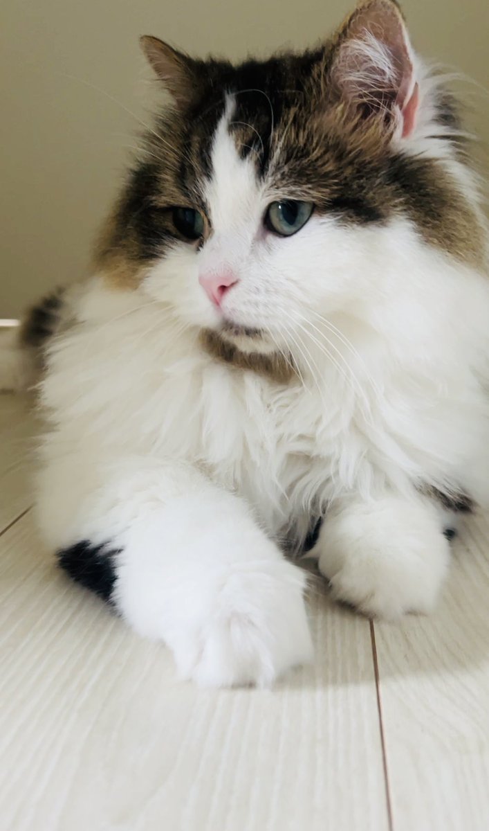ho800yc's tweet photo. おはようございます🐾
6月ですね、夏に向けて朝からエアコンの試運転中🌀
今月も体調に気をつけて無理なくがんばっていきましょー😄 https://t.co/USMg4s5mol