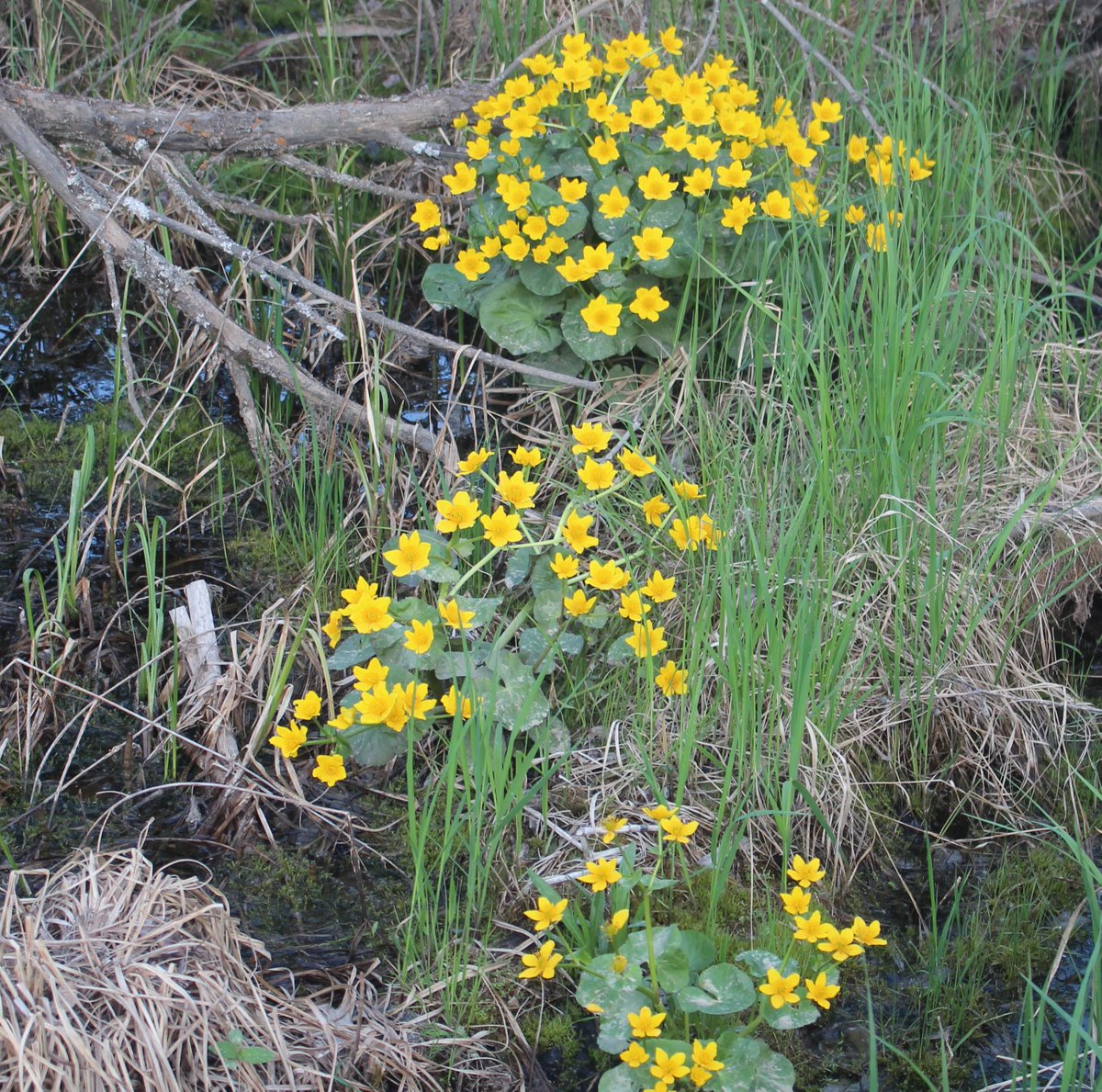 MemoryLaneRV's tweet photo. @dgp1496 @fruitsleeves @Peaceinthewood @CAtrees20 @CesPlantsRey @NYFarmer @FukushimaHrc @GPGEat @cbeekeeping @FlowerOfThe_Day Rain is so precious.  Watering keeps things alive, but not thriving. Some areas of the campground were developing powdery dry soil and cracks.  However, the marsh marigolds were doing well in the wetlands. https://t.co/M9f1CYBf1U