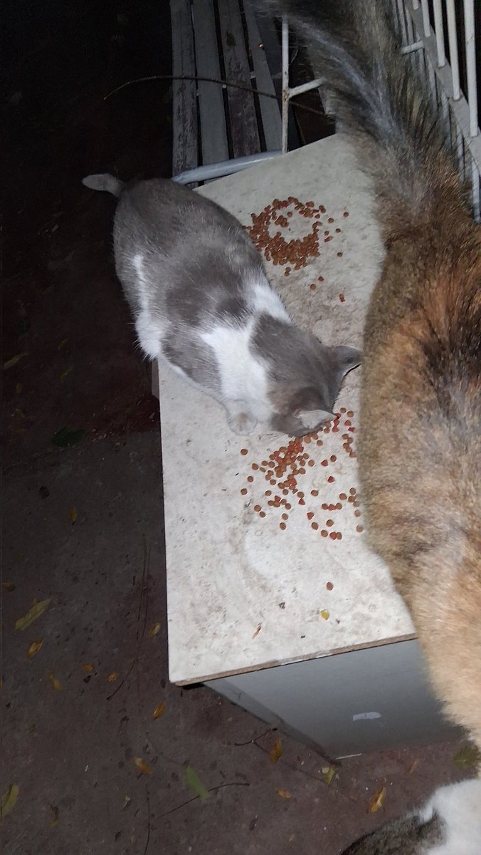 PatssyPatt_'s tweet photo. AYUDEN CON UN RT X FA!!
CAMPAÑA ALIMENTO JUNIO 🐾🐾

META REUNIR $120.000 PESOS 
2 SACOS GATO 10K
2 SACOS PERRO 18K 
Aprox para 2 semanas

CUENTA VISTA 
BANCO SANTANDER 
7059026547
PATRICIA DELGADO
15.349.566-1 
patitadelgado72@gmail.com 
Asunto: alimento ruta https://t.co/T4USUs4kLz