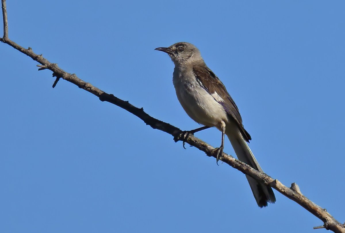 RealMarkJohnsen's tweet photo. Photo of the Day from the Cosumnes River Preserve.

A Northern Mockingbird appearing to have spotted something interesting over yonder. https://t.co/glGwnvih3Y