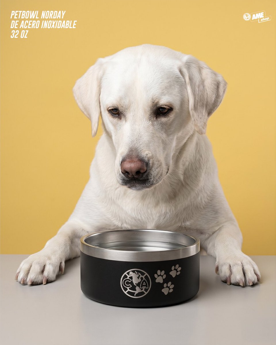 AmeShopMx's tweet photo. El miembro más fiel de la familia azulcrema. 🐾

Consigue el pet bowl Norday del Club América aquí https://t.co/WoEhre880e 🦅 https://t.co/BCyPZyZl0t