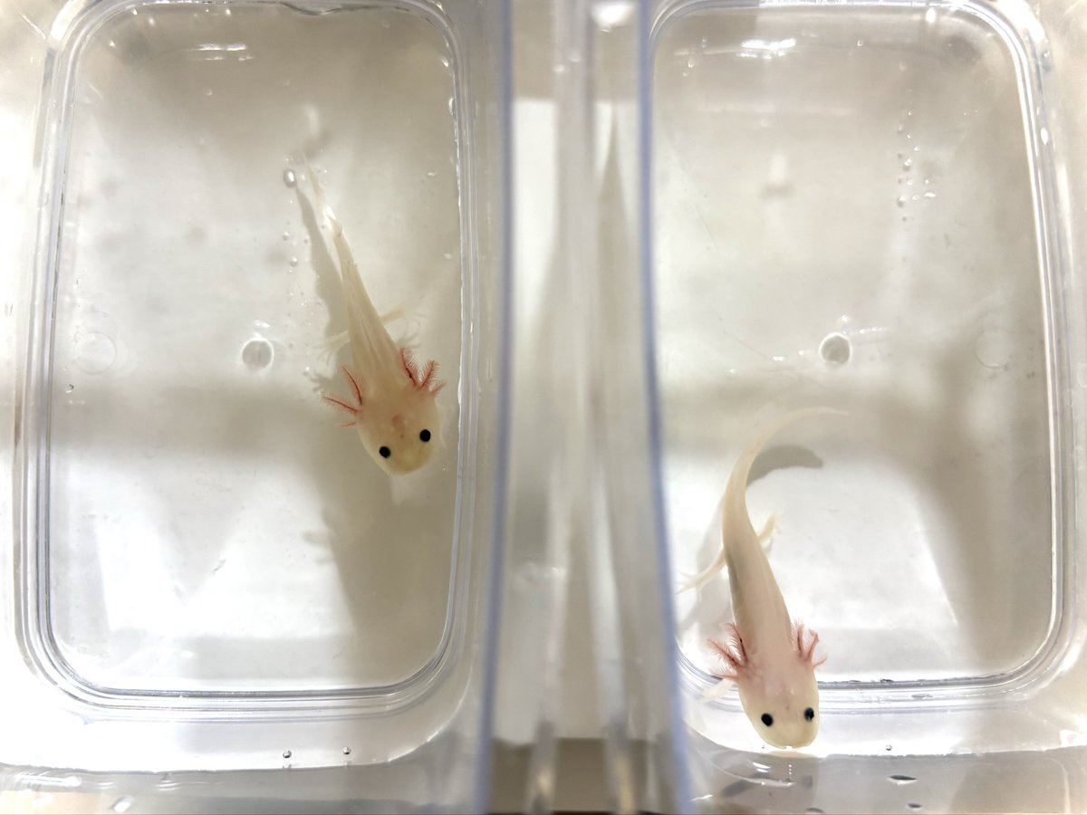 Kuppi_kupikupi's tweet photo. 水換え中
待機場
 #axolotl https://t.co/EwiiAoKdpW