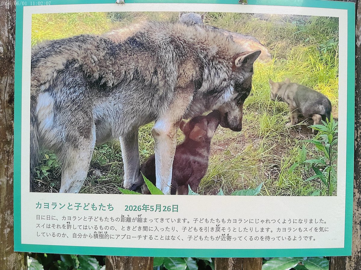 aki3910997's tweet photo. ドイツでは仲間はずれにされていて
ひとりぽっちだったカヨランが
群れのリーダーになる日が来るなんて🥹　　こんなん泣かずにはいられない…

他狼の痛みのわかる優しいリーダーになるんだろうな｡+.ﾟ.(٭°̧̧̧ω°̧̧̧٭)ﾟ+.ﾟ｡

2026.6.1

 #多摩動物公園 https://t.co/5z0FqZAv4c