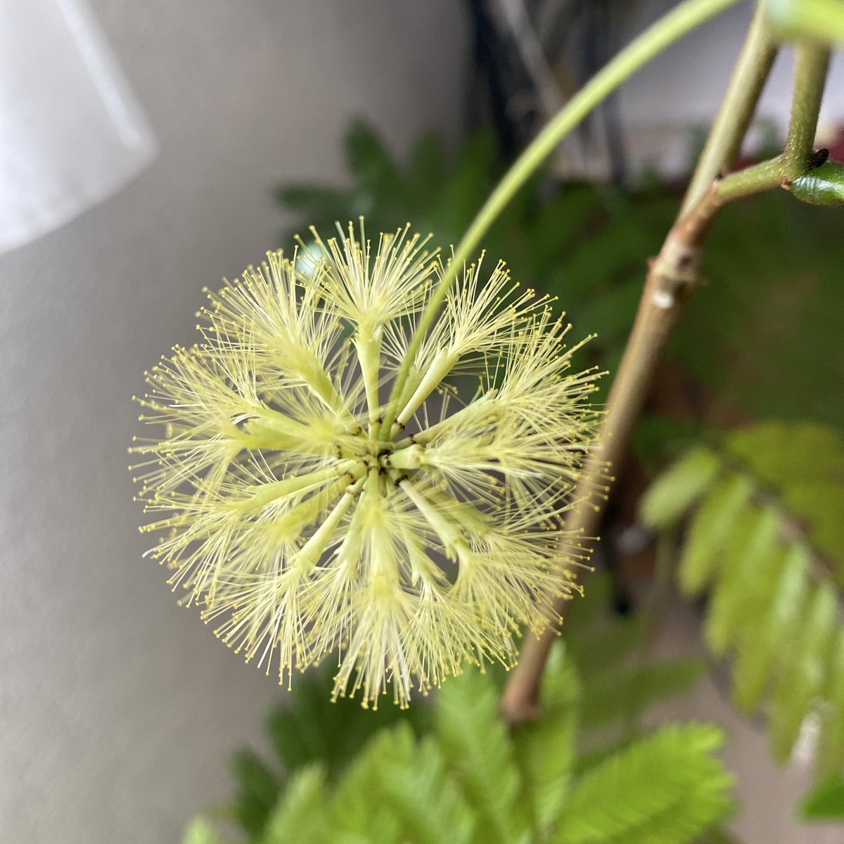 RinnNe66's tweet photo. エバーフレッシュが…開花した！

嘘みたいだろ？咲いてるんだぜ。これで…（タッチ風） https://t.co/vDqVC0GFrM
