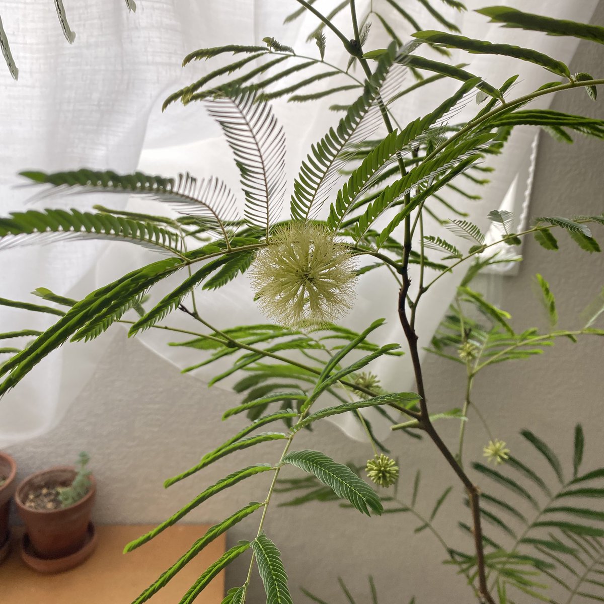 RinnNe66's tweet photo. エバーフレッシュが…開花した！

嘘みたいだろ？咲いてるんだぜ。これで…（タッチ風） https://t.co/vDqVC0GFrM