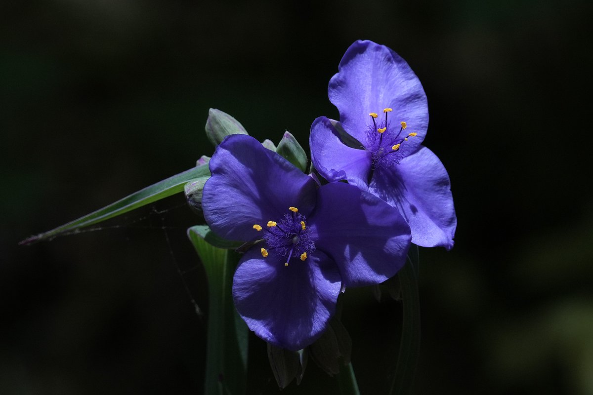 AndyLongfellow9's tweet photo. Ohio Spiderwort in a Sunbeam 

Yankee Springs State Recreation Area
Barry County Michigan

#WildlifePhotography #Wildflowers https://t.co/S7jI8XcggT