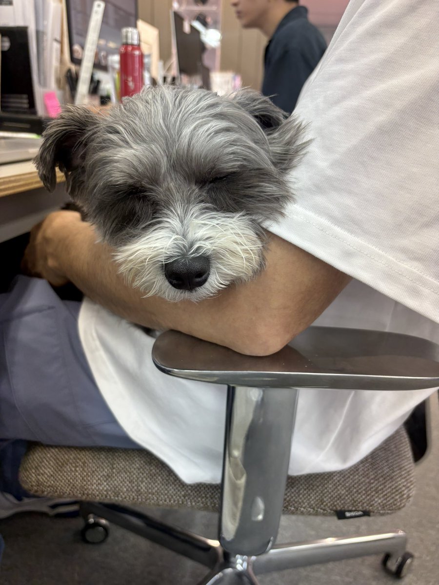 franky_dogs's tweet photo. 週明けはとにかく眠い https://t.co/oJvyOkFte1