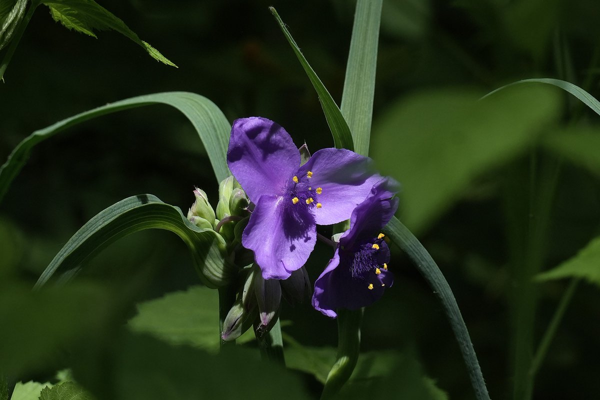 AndyLongfellow9's tweet photo. They vary in color from purple to blue. Their petal structure varies between groups as well. https://t.co/a7nPCQSYmZ