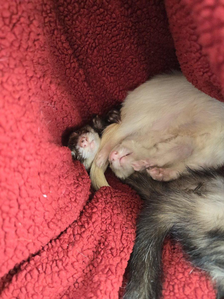 FerretPosting's tweet photo. https://t.co/fxuAUxcOuR