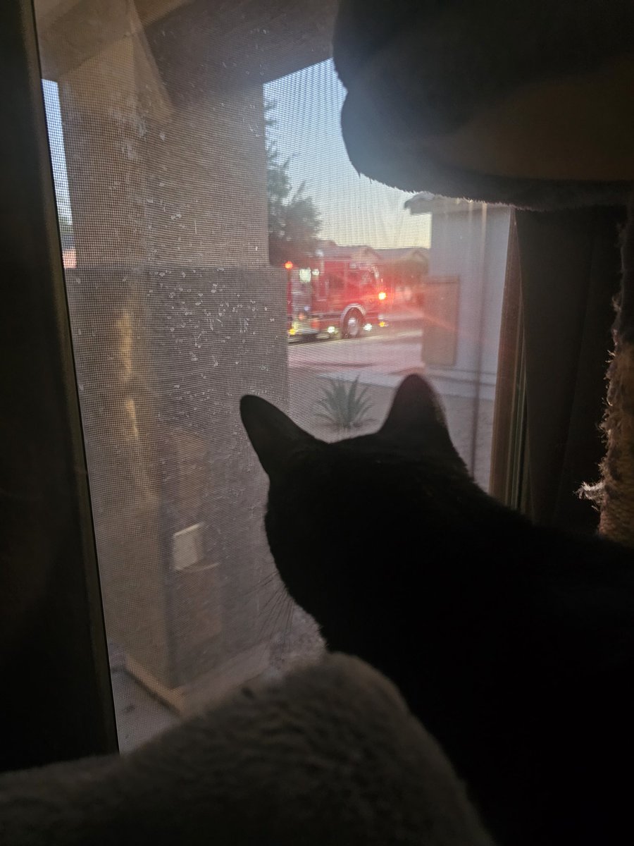 rolemodel37's tweet photo. Venkman is monitoring a situation. https://t.co/DeJrVm9N96